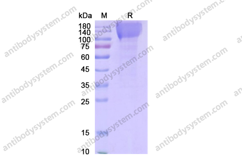 重组CD66e/CEA/CEACAM5蛋白,Recombinant Human CD66e/CEA/CEACAM5, C-His