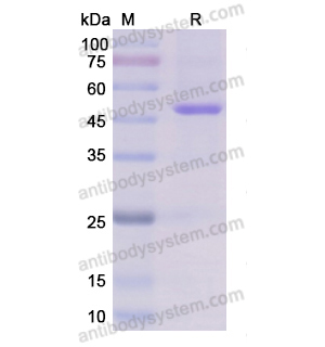 重組ENO1/Alpha-enolase蛋白,Recombinant Human ENO1/Alpha-enolase, C-MAT