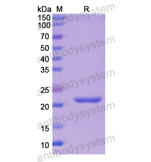 重组CD51/ITGAV蛋白,Recombinant Human CD51/ITGAV, N-His