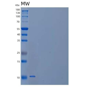 Recombinant Human Follicle-Stimulating Hormone α/β Dimer Protein