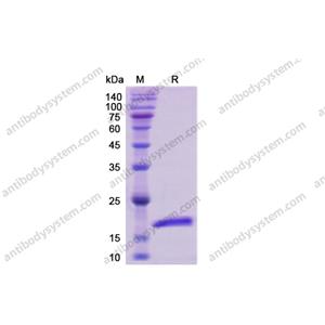 Recombinant Human IL4, C-His