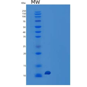 Recombinant Human Motilin Protein(C-6His)