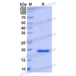 Recombinant Human ISG15, N-His