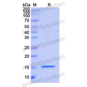 Recombinant Human LGALS2, N-His