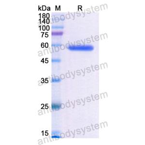 Recombinant Human ALPL, N-His