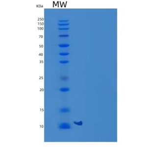 Recombinant Mouse C-C Motif Chemokine 24/CCL24/Eotaxin-2Protein,Recombinant Mouse C-C Motif Chemokine 24/CCL24/Eotaxin-2Protein