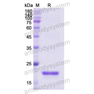 Recombinant Human FGF1, No tag