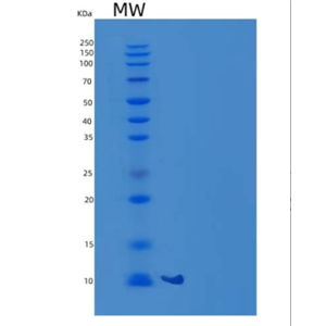 Recombinant Human NCR3/NKp30/CD337 Protein(C-6His)