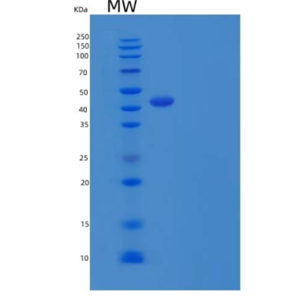 Recombinant Human OX-40L / TNFSF4 / CD252 Protein (Fc Tag)