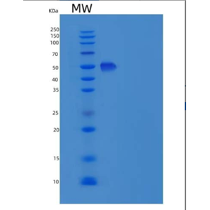 Recombinant Mouse ICAM-2 / CD102 Protein (Fc tag)(Fc tag),Recombinant Mouse ICAM-2 / CD102 Protein (Fc tag)(Fc tag)