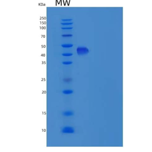 Recombinant Human CST9L / Testatin Protein (Fc tag)