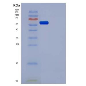 Recombinant Human CSF1R / MCSF Receptor / CD115 Protein (His tag)