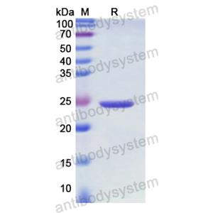 Recombinant Human CD220/INSR, N-His