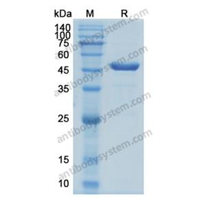 重组APOA4蛋白,Recombinant Human APOA4, N-His