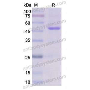 Recombinant Human ENO1/Alpha-enolase, C-MAT