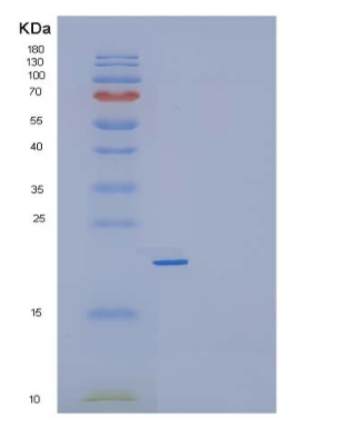 Recombinant Mouse Interleukin-23/IL-23 Protein,Recombinant Mouse Interleukin-23/IL-23 Protein