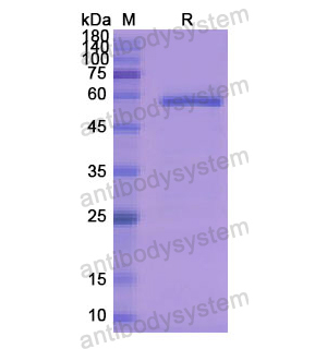 重组CD115/CSF1R蛋白,Recombinant Human CD115/CSF1R, N-His