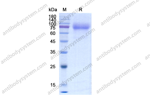 重组CD115/CSF1R蛋白,Recombinant Human CD115/CSF1R, C-His