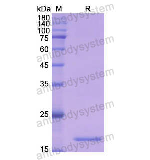 重组CD42b/GP1BA蛋白,Recombinant Human CD42b/GP1BA, N-His