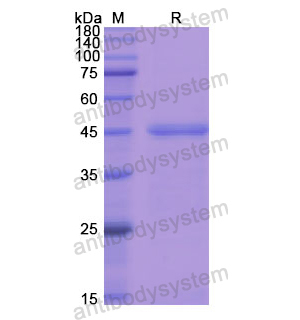 重組C8G蛋白,Recombinant Human C8G, N-GST