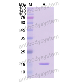 重組GRP蛋白,Recombinant Human GRP, N-His