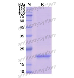 重組CSN3蛋白,Recombinant Human CSN3, N-His