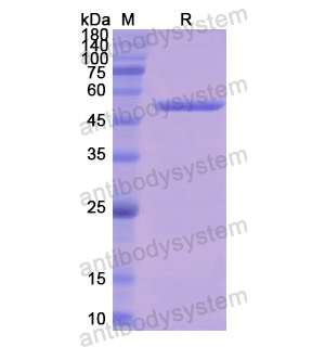 重組FH蛋白,Recombinant Human FH, C-His