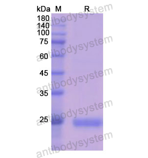 重組CD221/IGF1R蛋白,Recombinant Human CD221/IGF1R, N-His