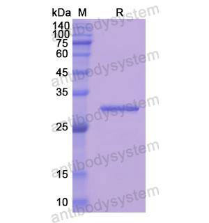 重組ANXA6蛋白,Recombinant Human ANXA6, N-His