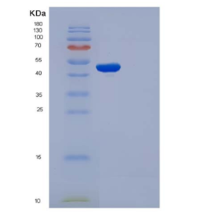 Recombinant Mouse CDC37 / CDC37A Protein