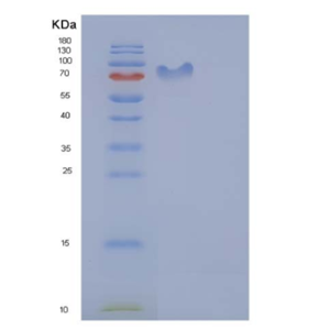 Recombinant Human CD50 / ICAM-3 Protein (His & Fc tag)