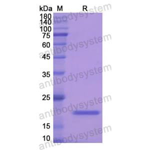 Recombinant Human GPX1, N-His