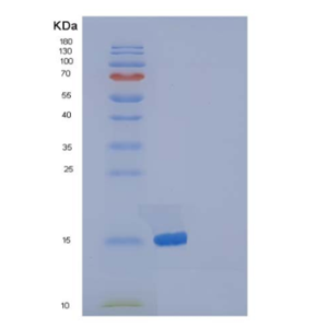 Recombinant Mouse Pleiotrophin / PTN / HB-GAM Protein