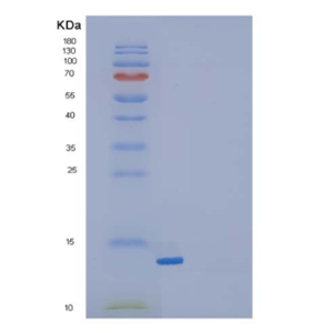 Recombinant Mouse Transforming Growth Factor β-1/TGFβ1/TGFB1 Protein