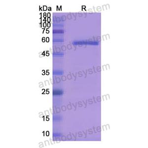 Recombinant Human CD115/CSF1R, N-His