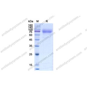 重组CD115/CSF1R蛋白,Recombinant Human CD115/CSF1R, C-His