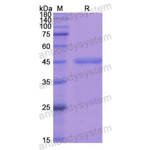 Recombinant Human C8G, N-GST