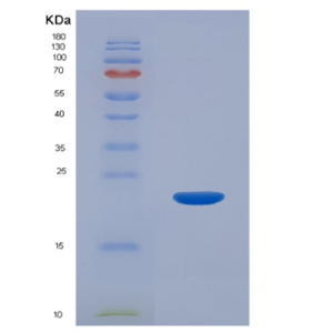 Recombinant Interleukin 1 Beta (IL1b).