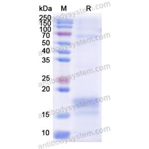 重组CD3E蛋白,Recombinant Human CD3E, C-His