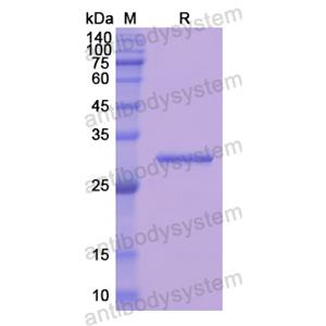 重組ANXA6蛋白,Recombinant Human ANXA6, N-His