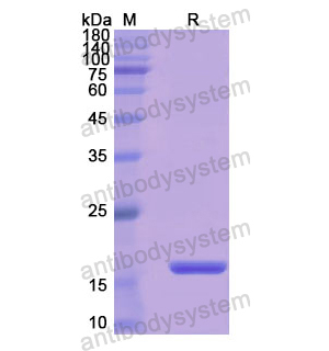 重组CD98/SLC3A2蛋白,Recombinant Human CD98/SLC3A2, N-His