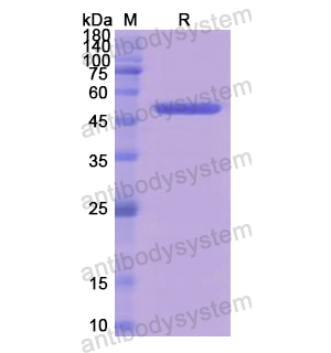 重組NR3C2蛋白,Recombinant Human NR3C2, N-GST