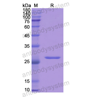 重组GSTA1蛋白,Recombinant Human GSTA1, N-His