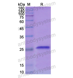 重组SOD3蛋白,Recombinant Human SOD3, N-His