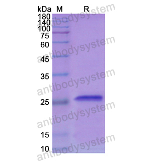 重組SOD3蛋白,Recombinant Human SOD3, N-His