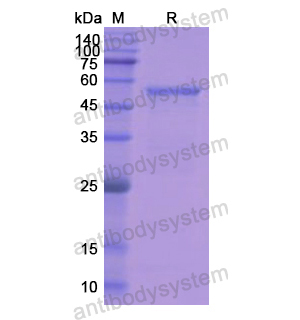 重組CTSG蛋白,Recombinant Human CTSG, N-GST