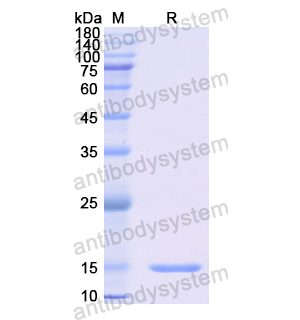 重組CD10/MME蛋白,Recombinant Human CD10/MME, N-His