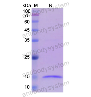 重組INHBA蛋白,Recombinant Human INHBA, N-His