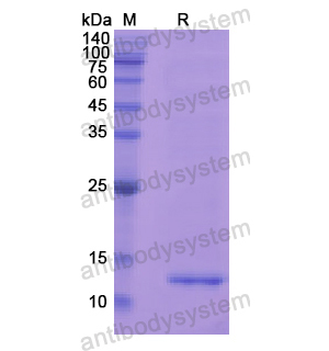 重組MGP蛋白,Recombinant Human MGP, N-His