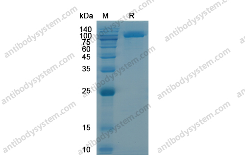 重组CD228/MELTF蛋白,Recombinant Human CD228/MELTF, C-His